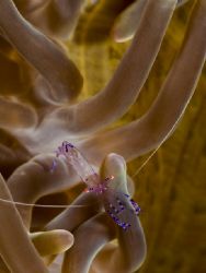 'Among fingers' from Lembeh. Taken with Olympus E-20 in T... by Istvan Juhasz 
